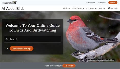 all about birds|all about birds site.